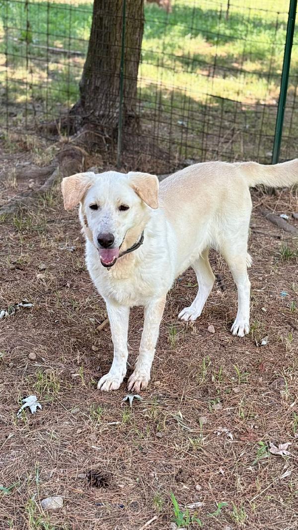 Splendida Labrador - EASY Foto 3